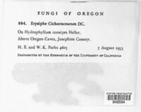 Golovinomyces cichoracearum image